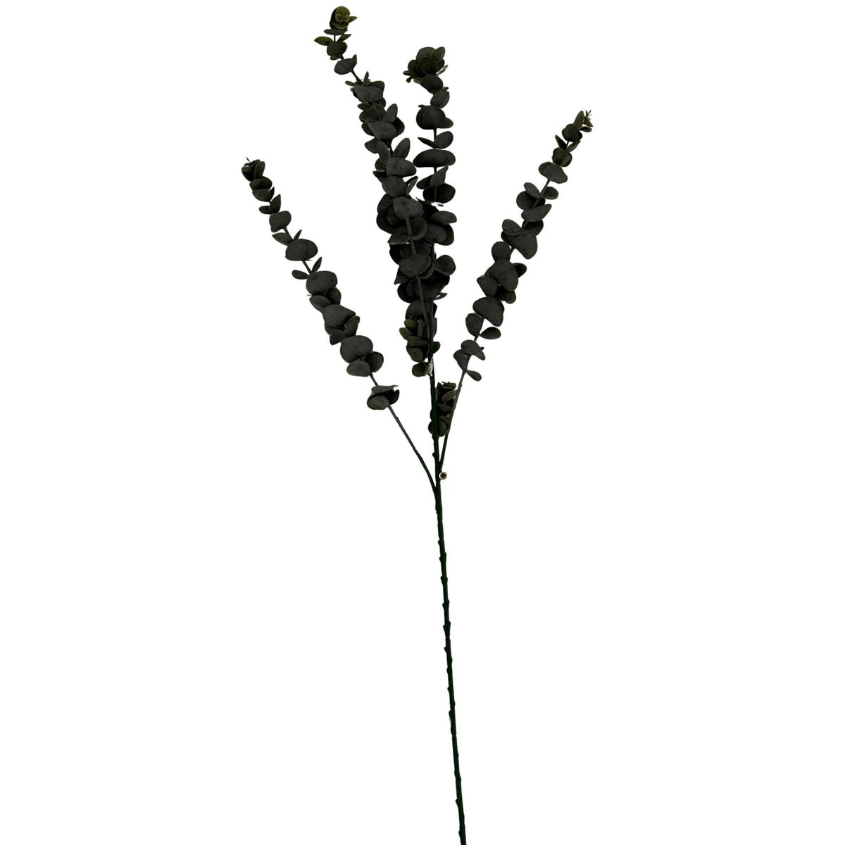 Silver Dollar Eucalyptus - image 1
