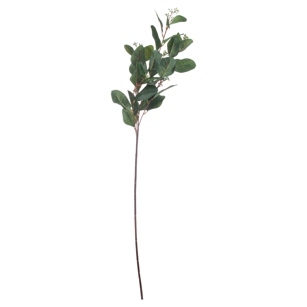 Summer Seeded Eucalyptus - image 2