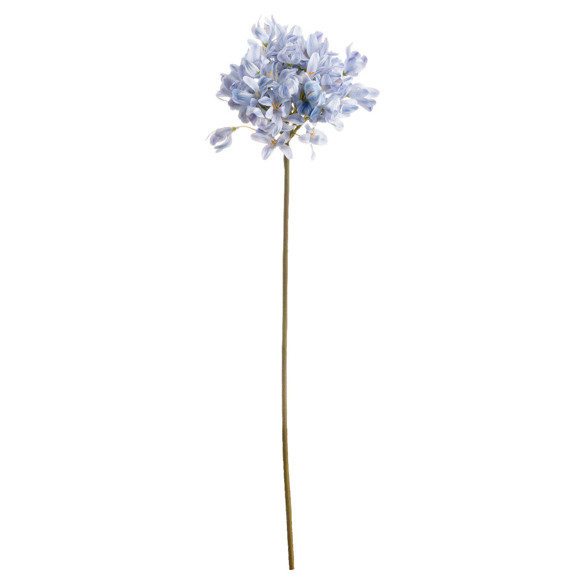 Light Blue Large Headed Agapanthus - image 2