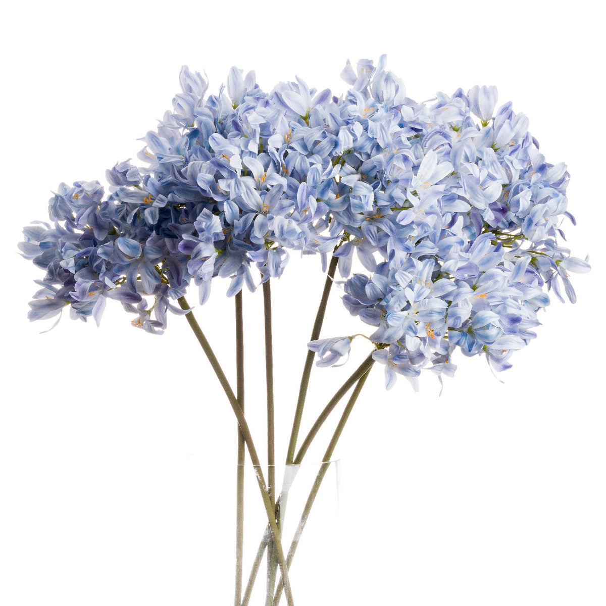 Light Blue Large Headed Agapanthus - image 1