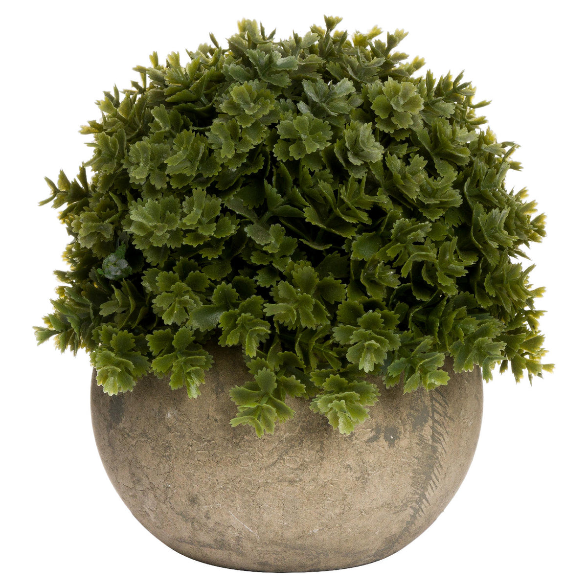 Miniature Hebe Veronica In Pot - image 1