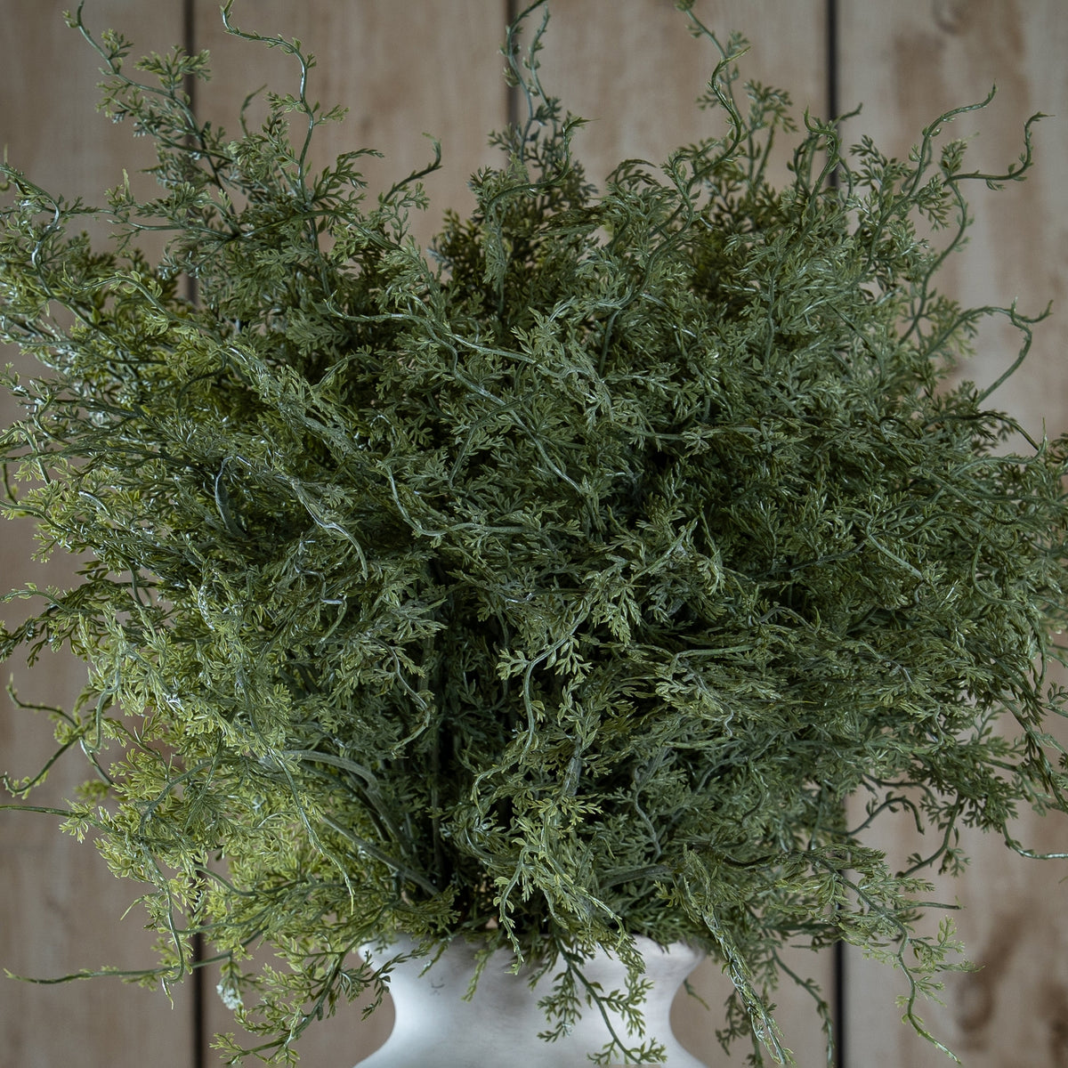 Asparagus Fern Bunch - image 1