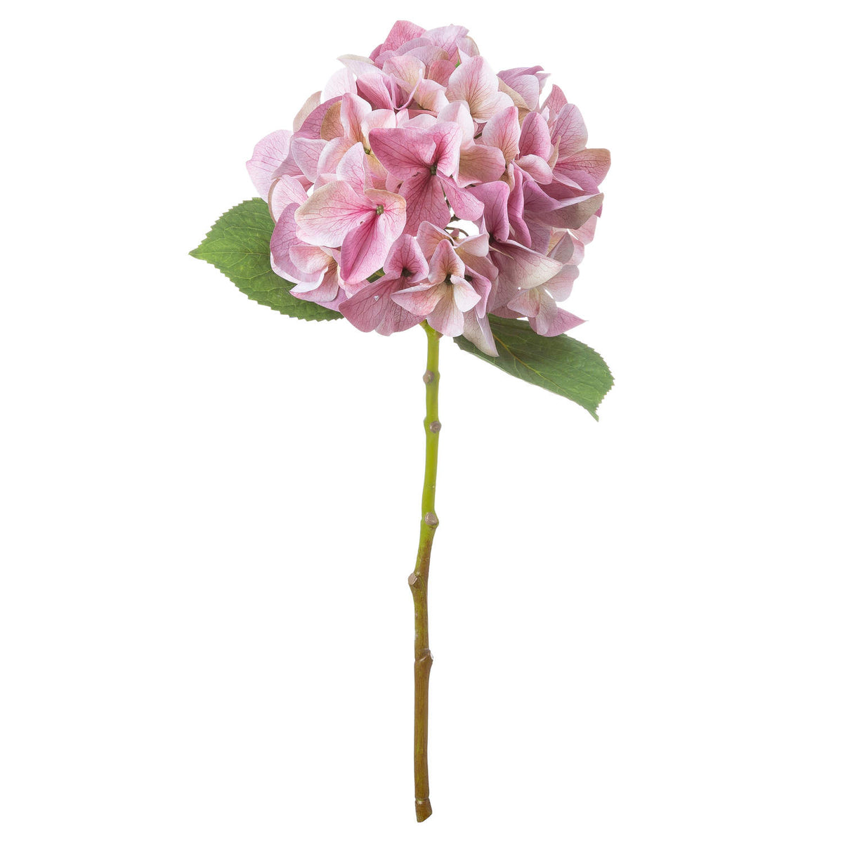 Shabby Pink Single Hydrangea - image 2
