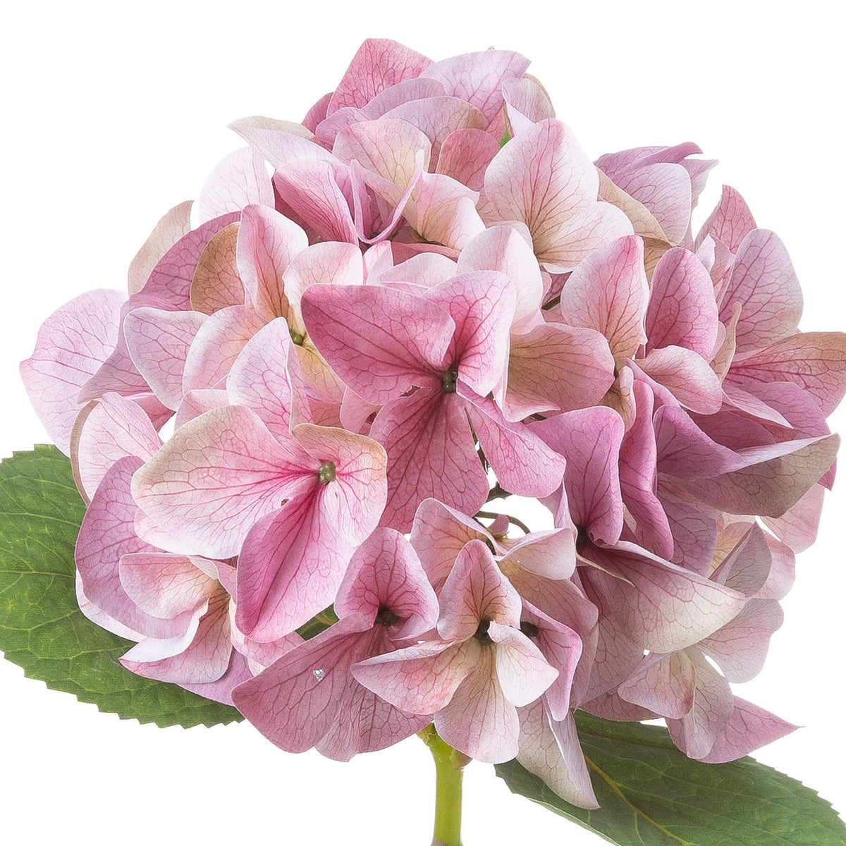 Shabby Pink Single Hydrangea - image 3