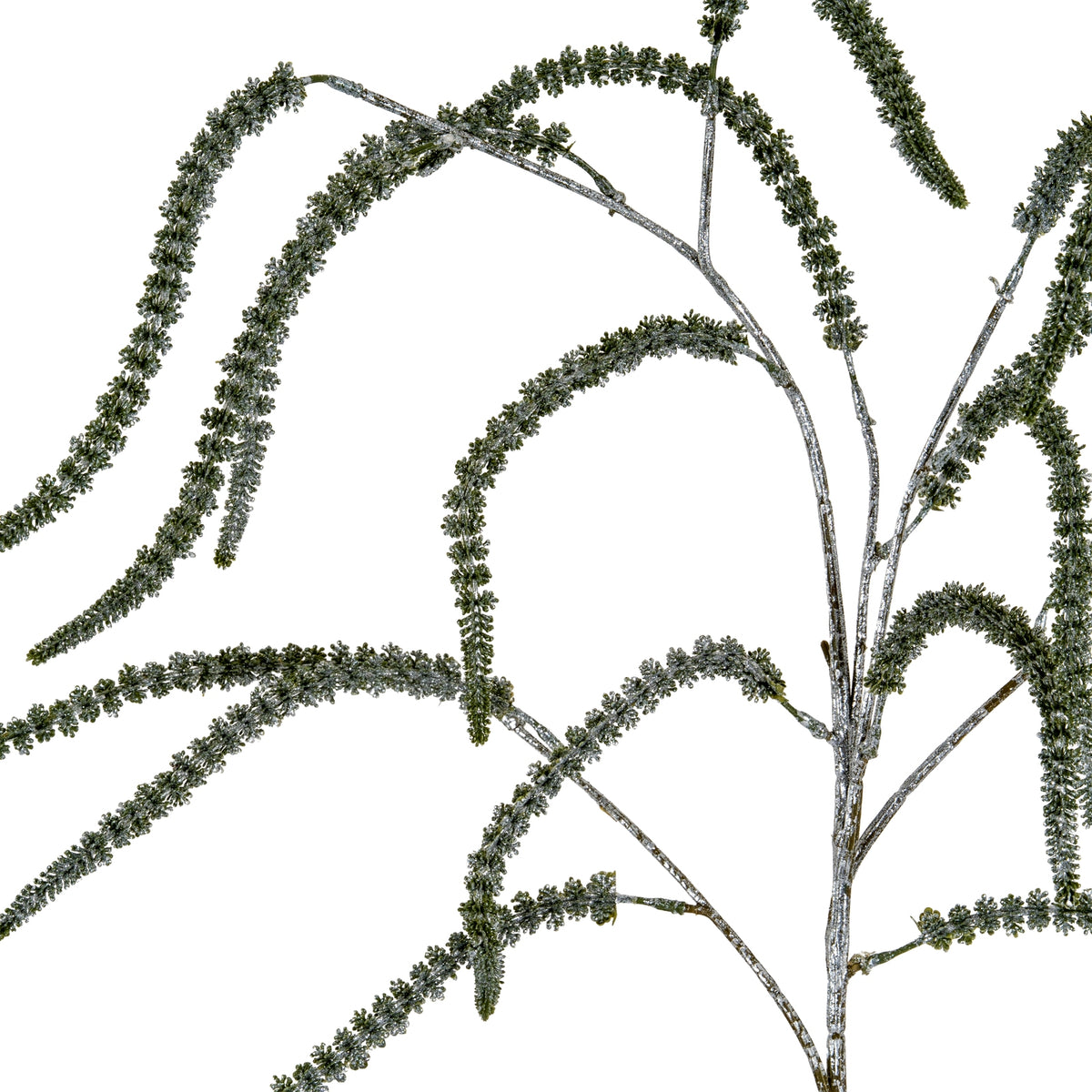 Festive Amaranthus - image 2