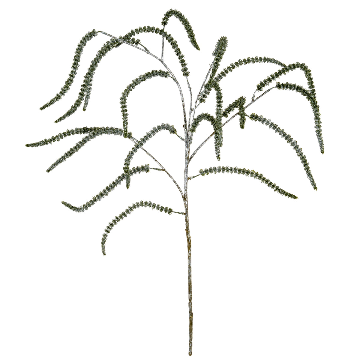 Festive Amaranthus - image 1