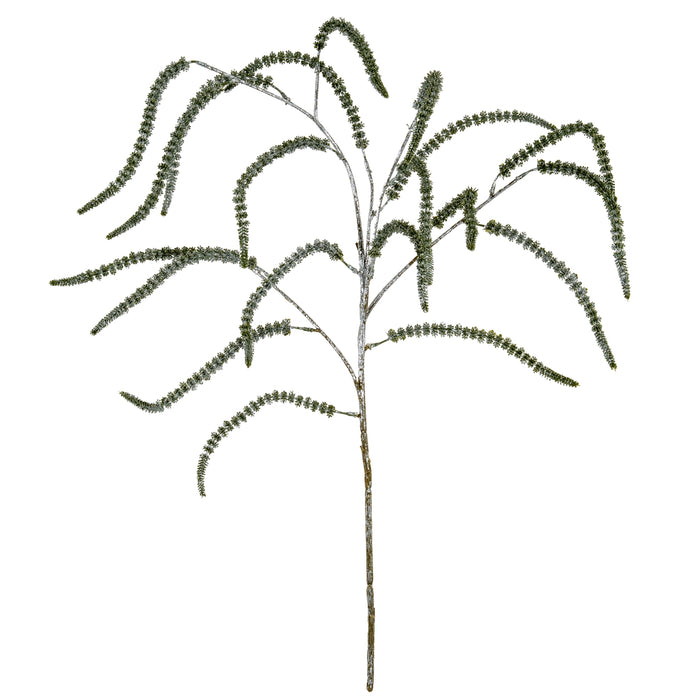 Festive Amaranthus