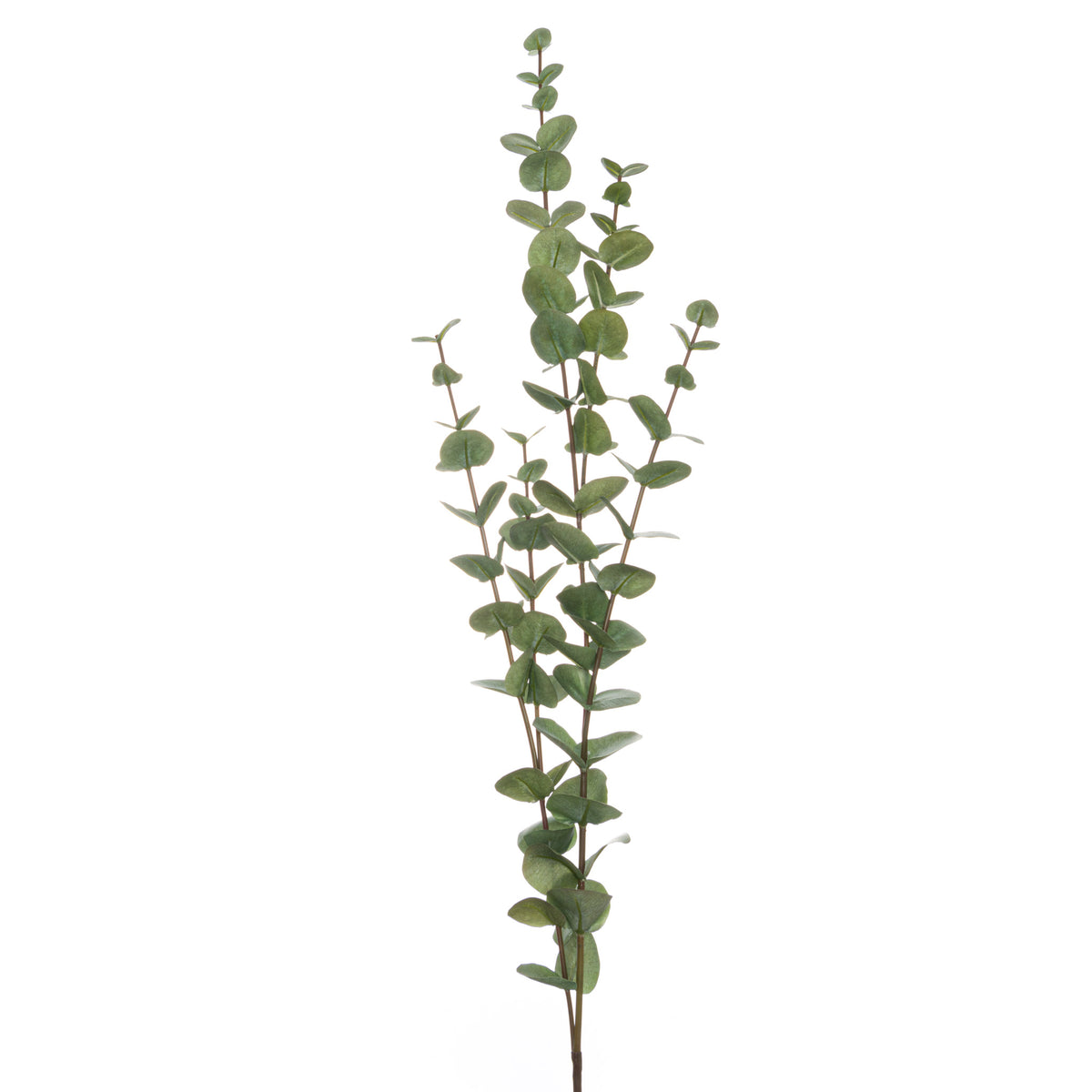 Large Cineraria Eucalyptus Spray - image 2