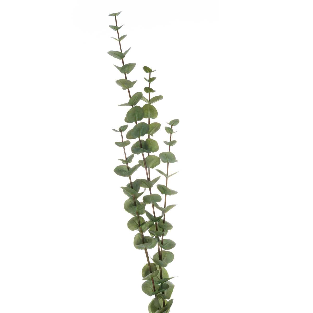 Large Cineraria Eucalyptus Spray - image 1