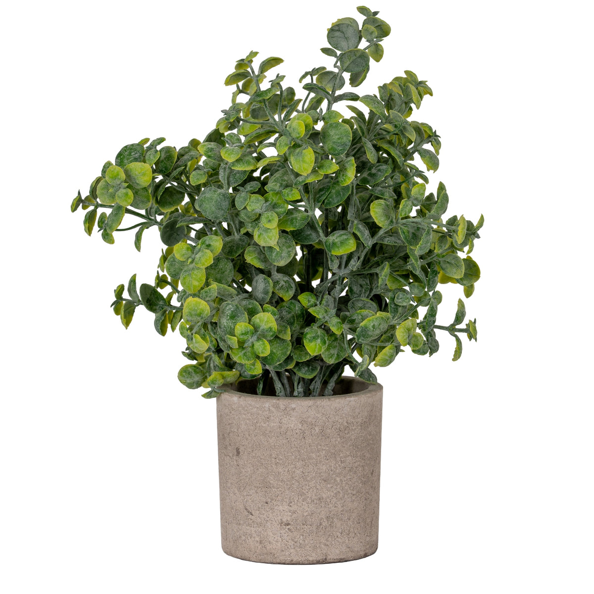 Eucalyptus Plant In Stone Effect Pot - image 1