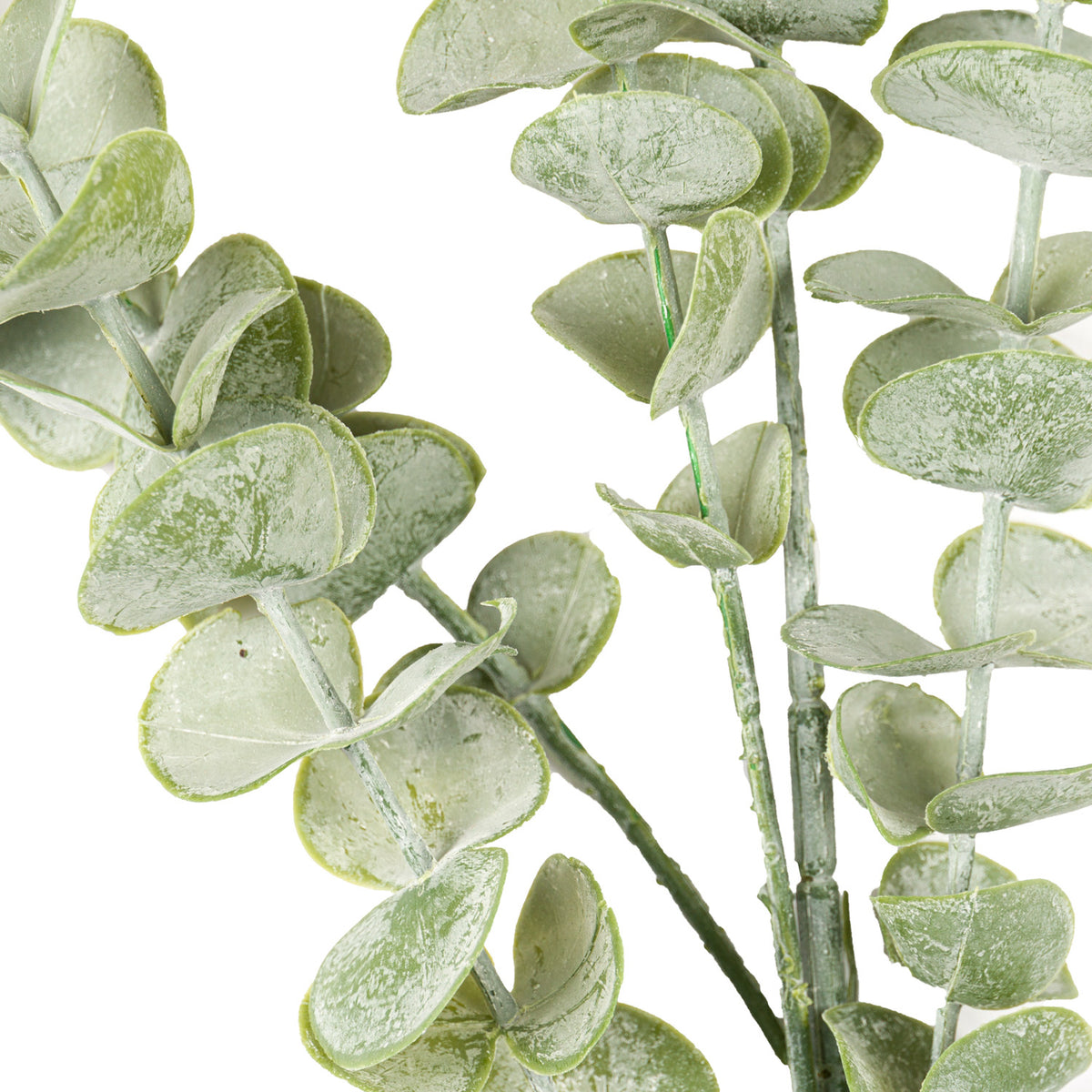 Gunnii Eucalyptus Spray - image 2