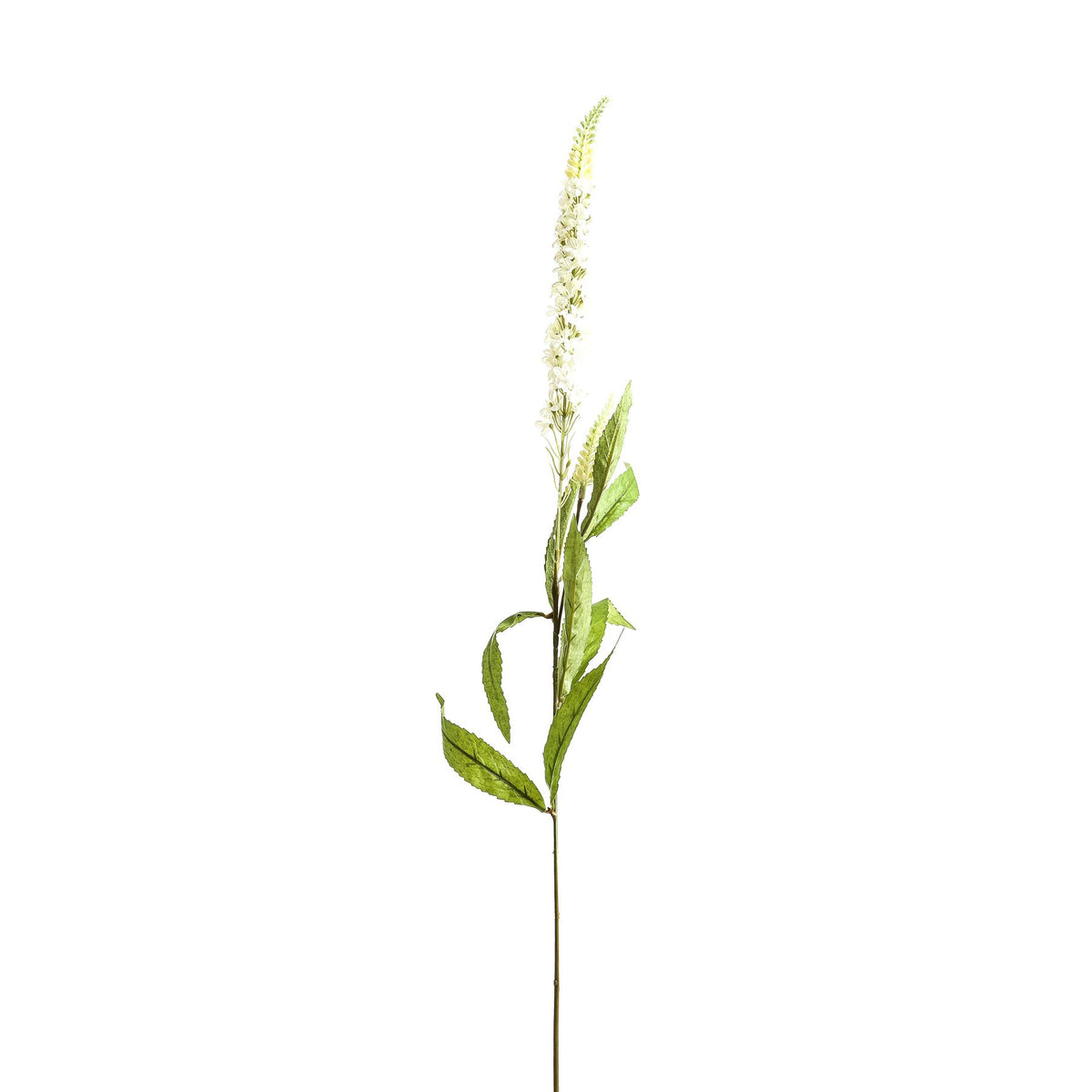 White Veronica Stem - image 2