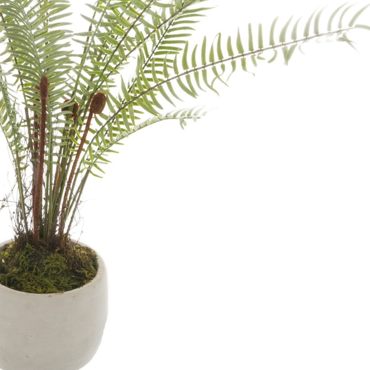 White Potted Boston Fern - image 2