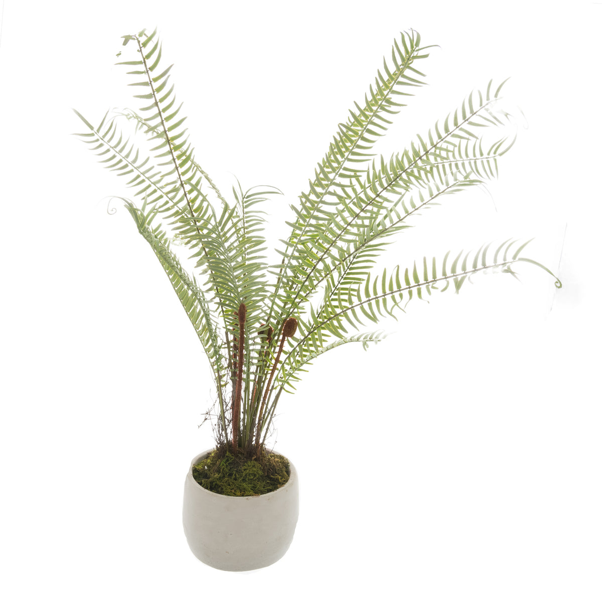 White Potted Boston Fern - image 1