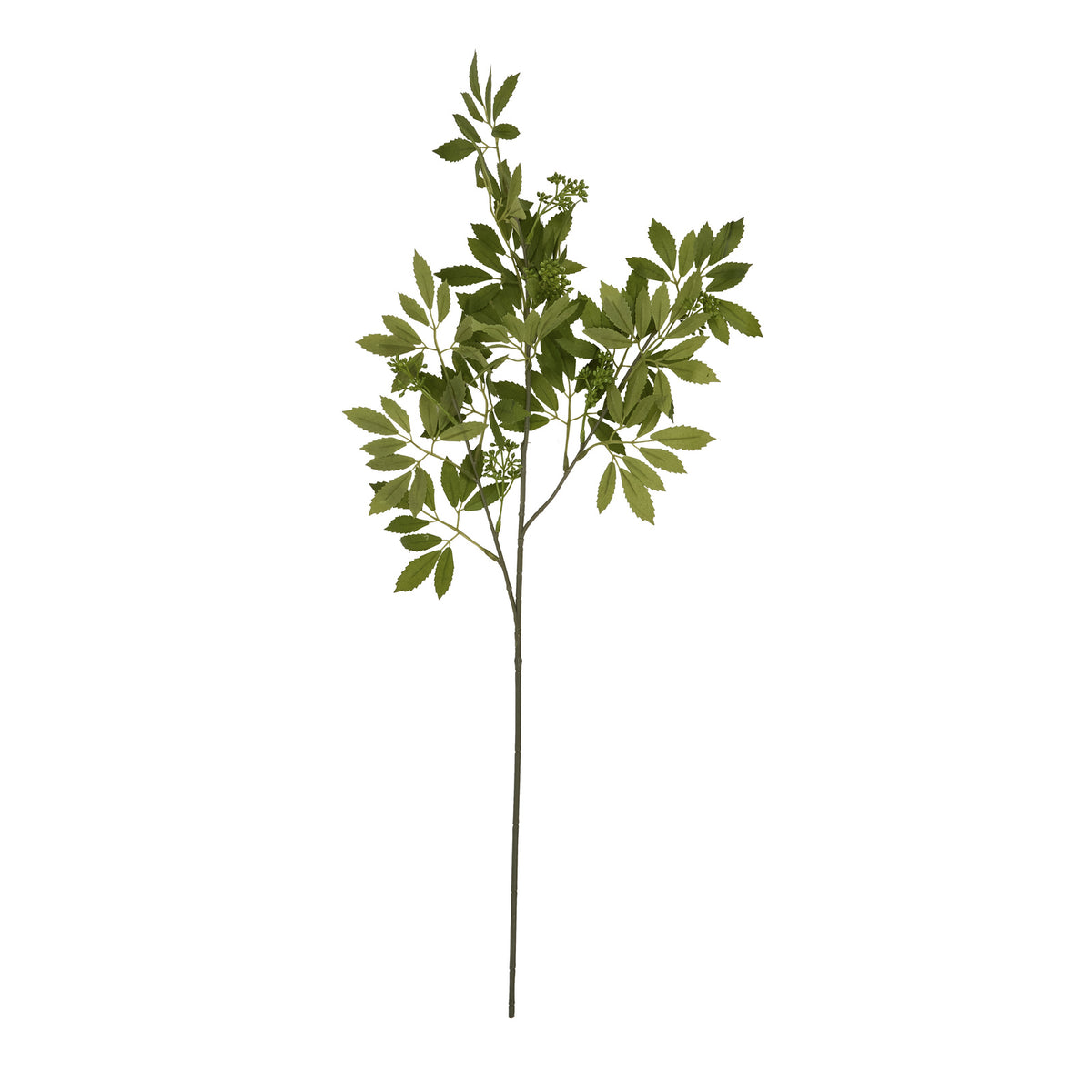Long Fennel Stem - image 4