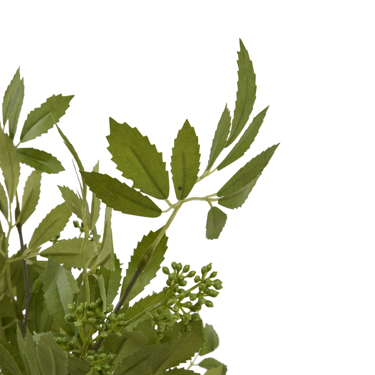 Long Fennel Stem - image 5