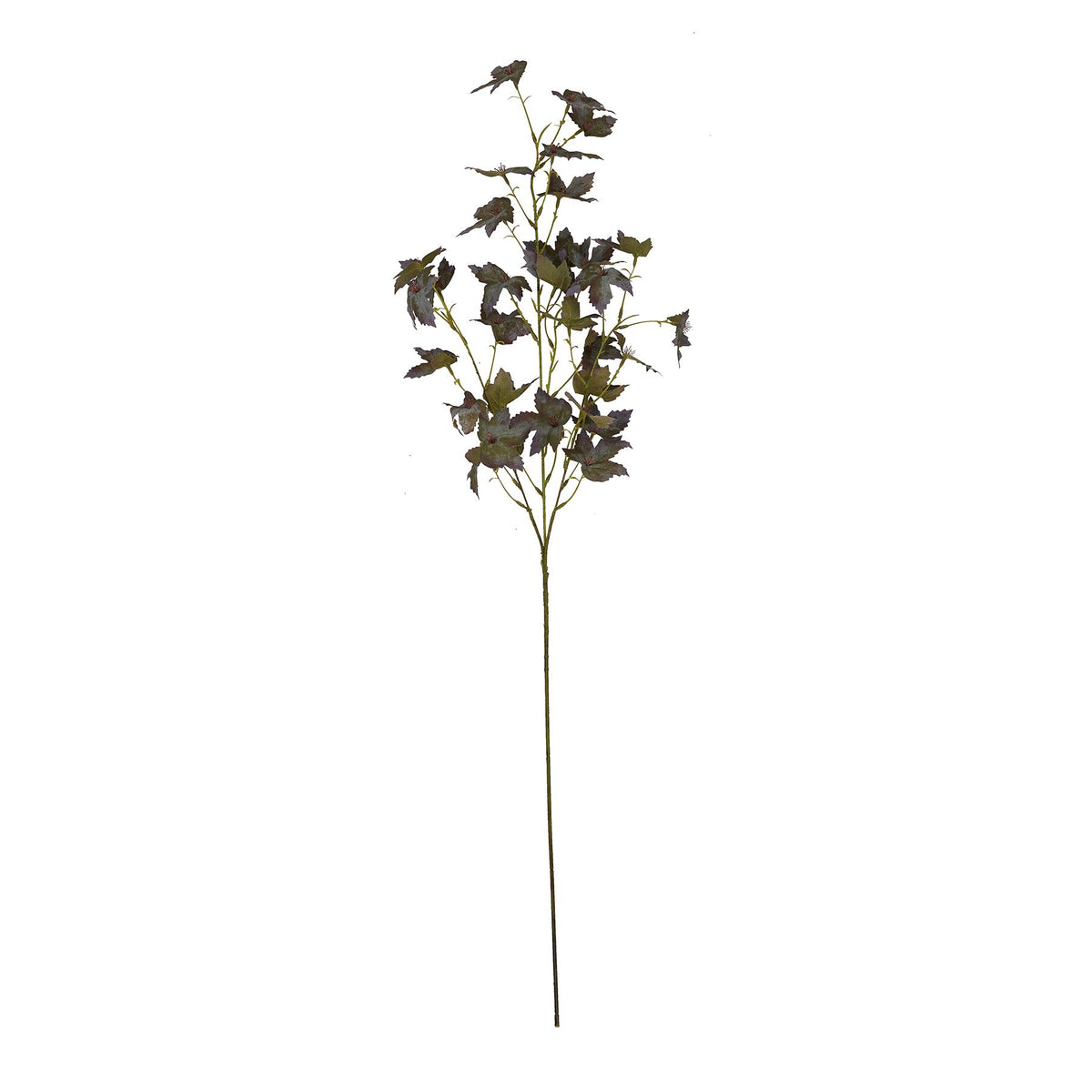 Variegated Maple Leaf - image 4