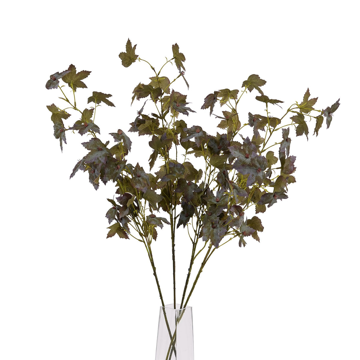 Variegated Maple Leaf - image 5