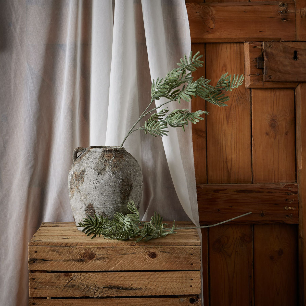 Silver Wattle Leaf - image 3
