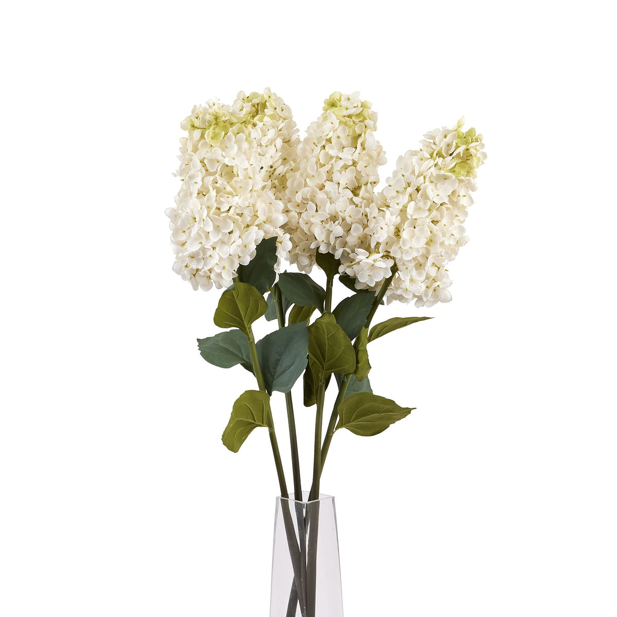 White  Spear Hydrangea - image 5