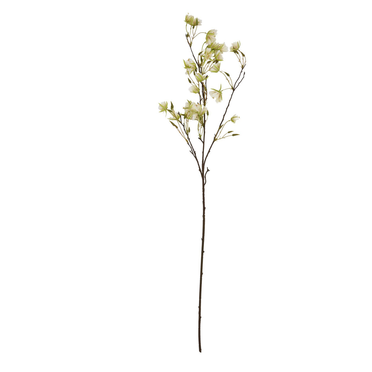 Elaeocarpus Stem - image 4