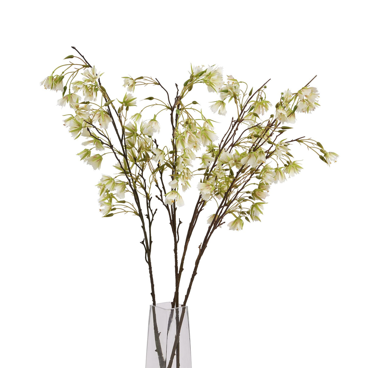 Elaeocarpus Stem - image 5