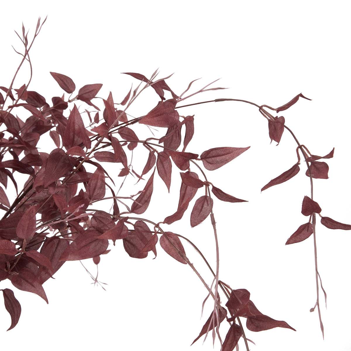Ornamental Burgundy Leaf - image 5