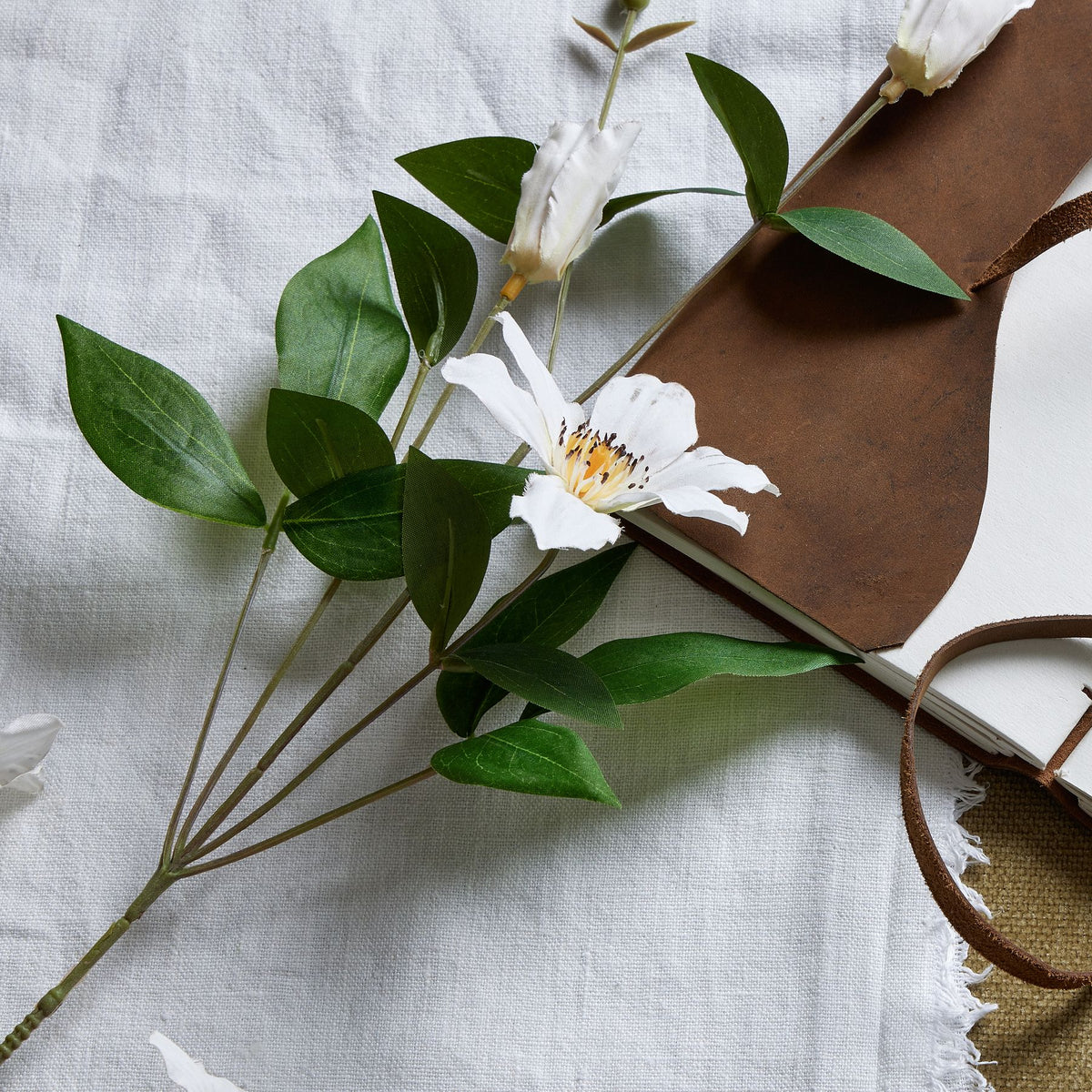 White Florida Clematis - image 2