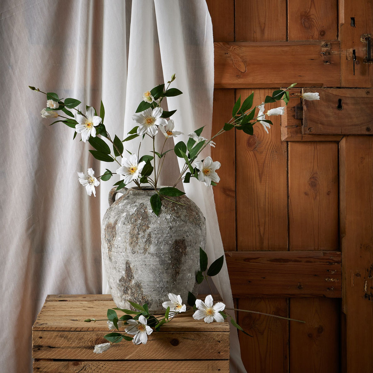White Florida Clematis - image 3