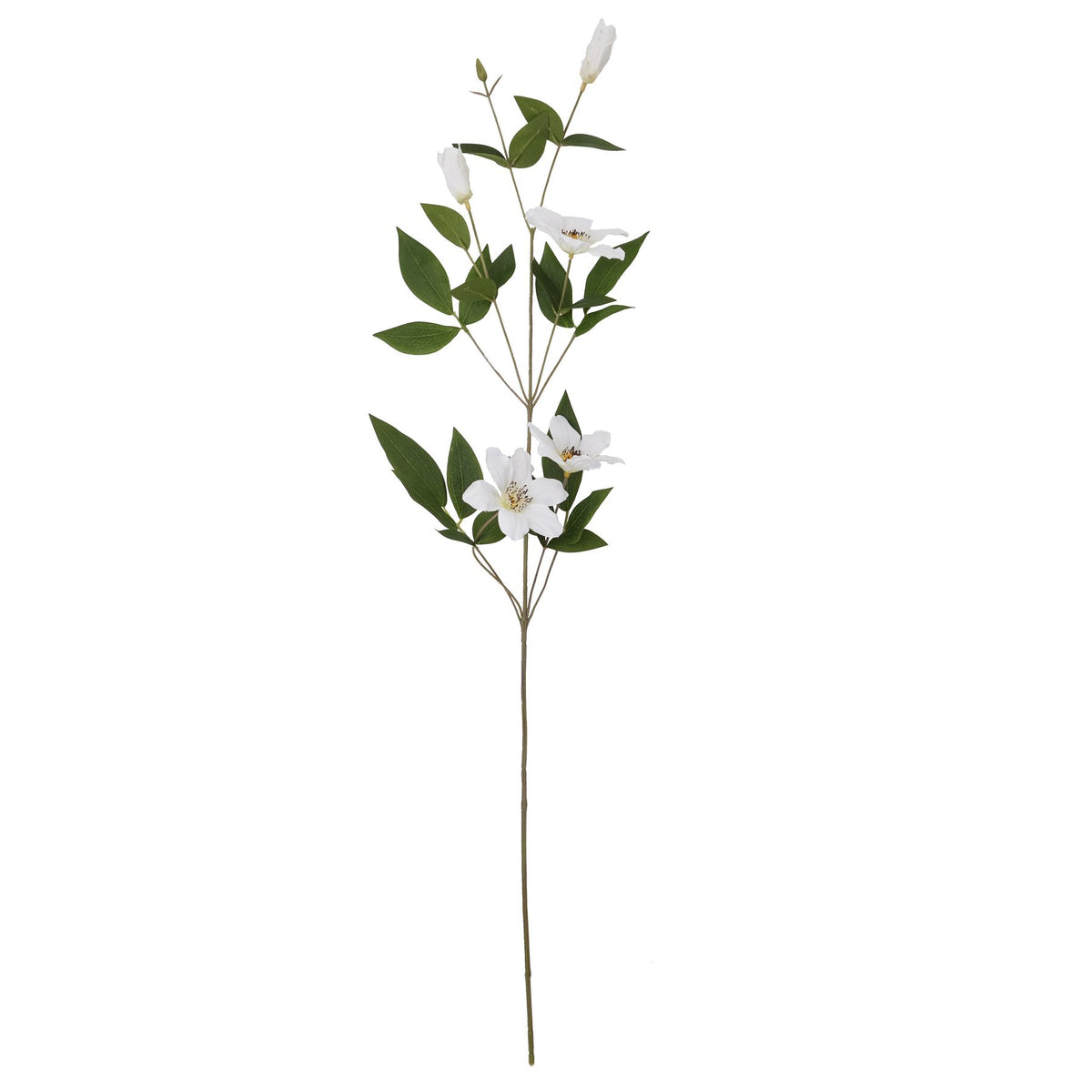 White Florida Clematis - image 4