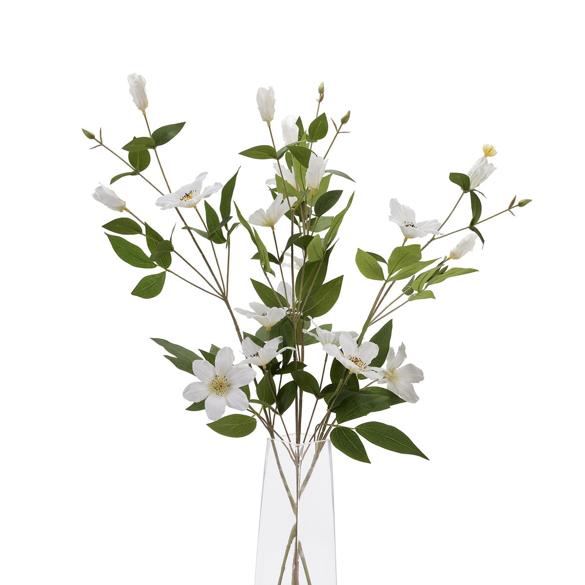 White Florida Clematis - image 5