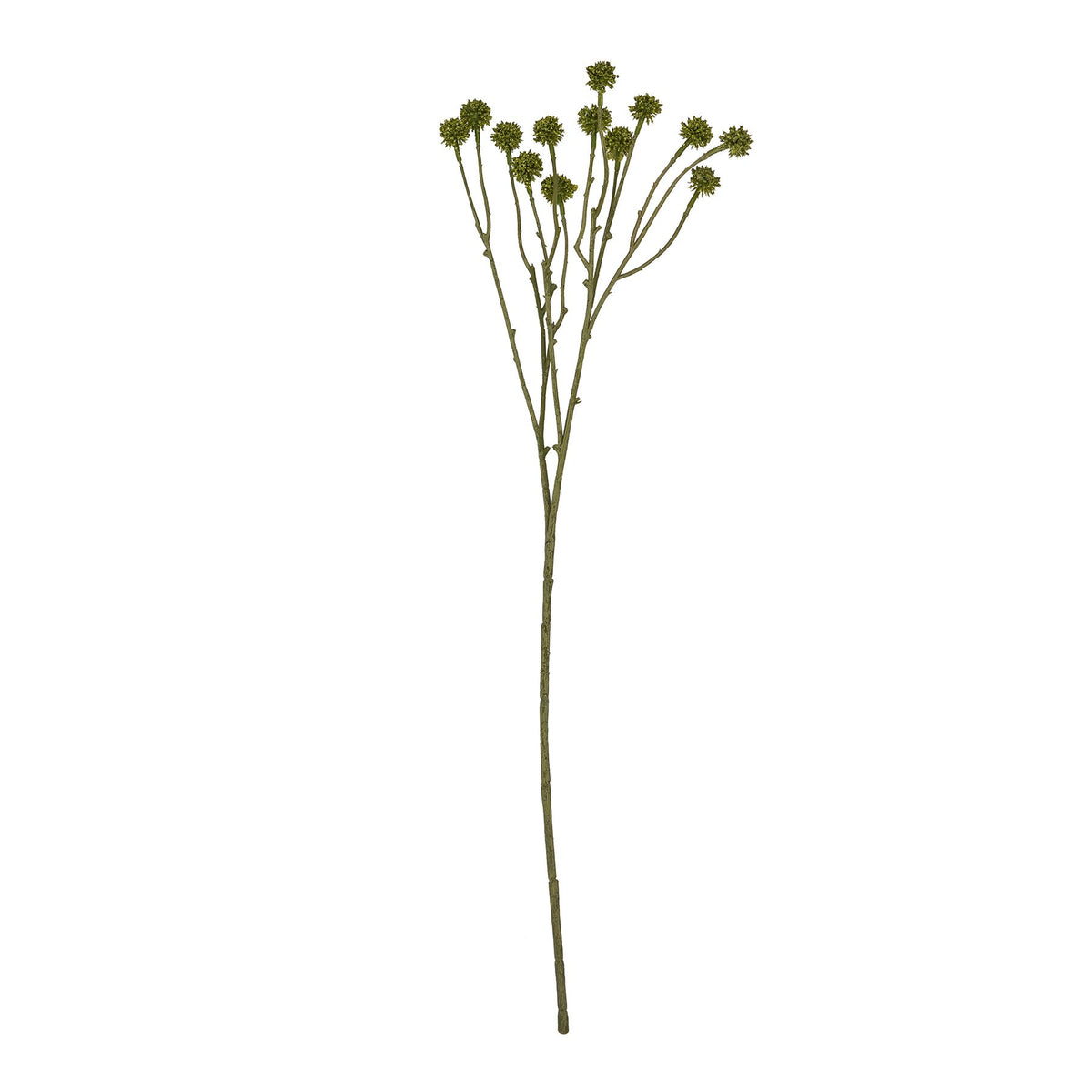Green Craspedia Stem - image 4