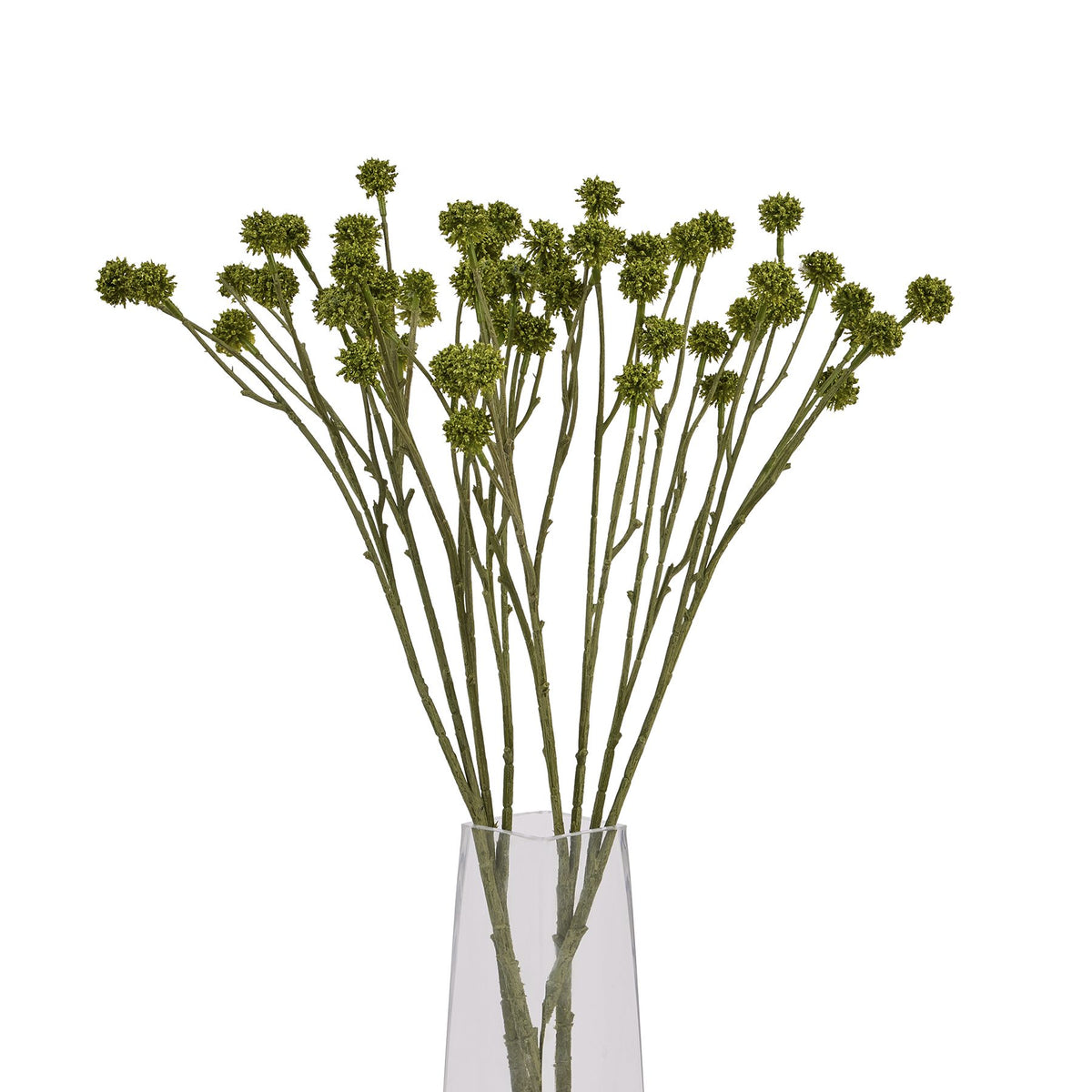 Green Craspedia Stem - image 5
