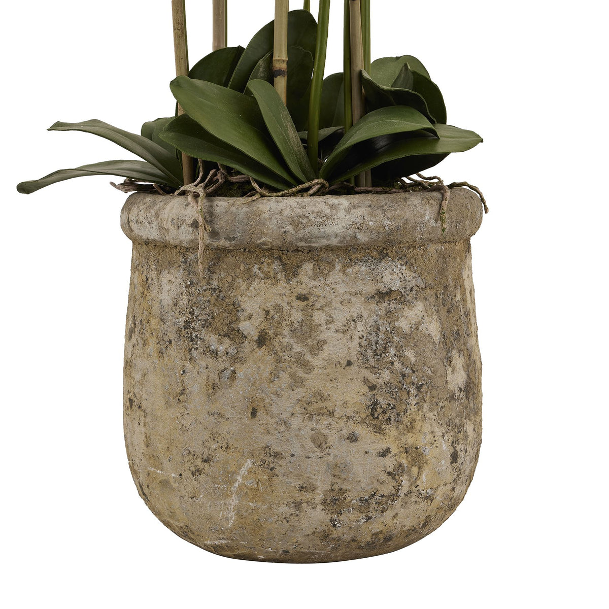 Large White Orchid In Antique Stone Pot - image 3