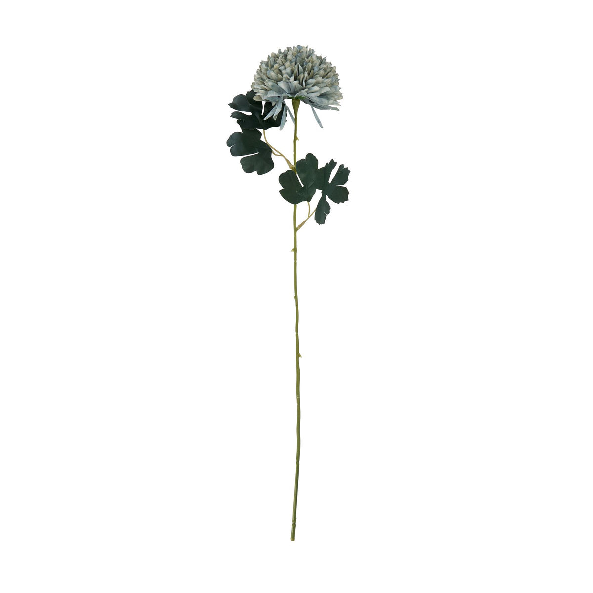 Pale Green Blue Chrysanthemum - image 3