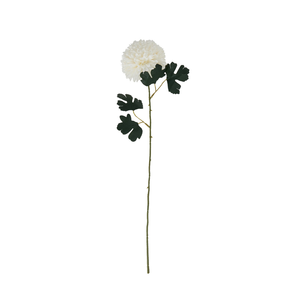 White Chrysanthemum - image 3