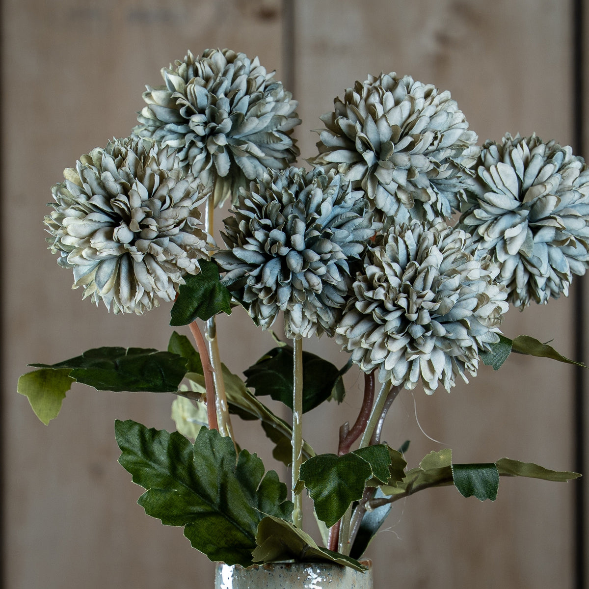 White Chrysanthemum - image 1