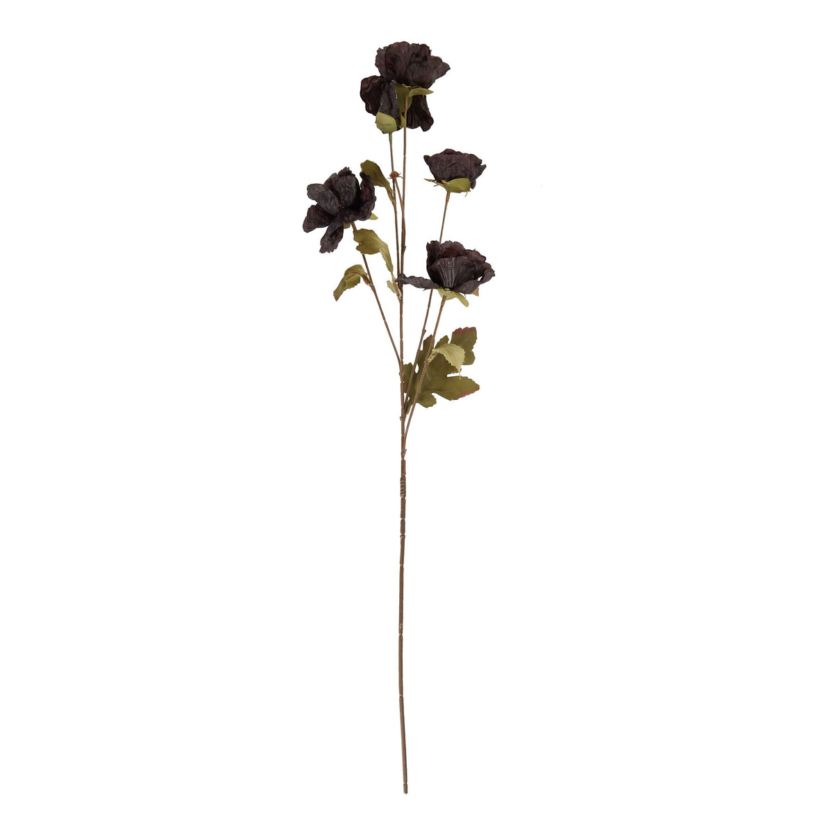 Tall Black Poppy Stem - image 3