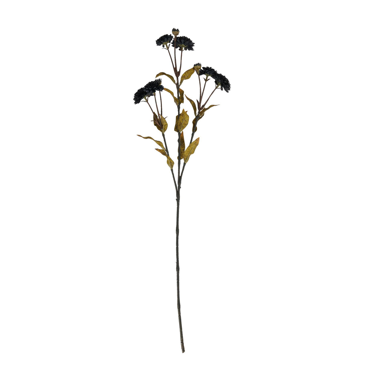 Black Chrysanthemum - image 3