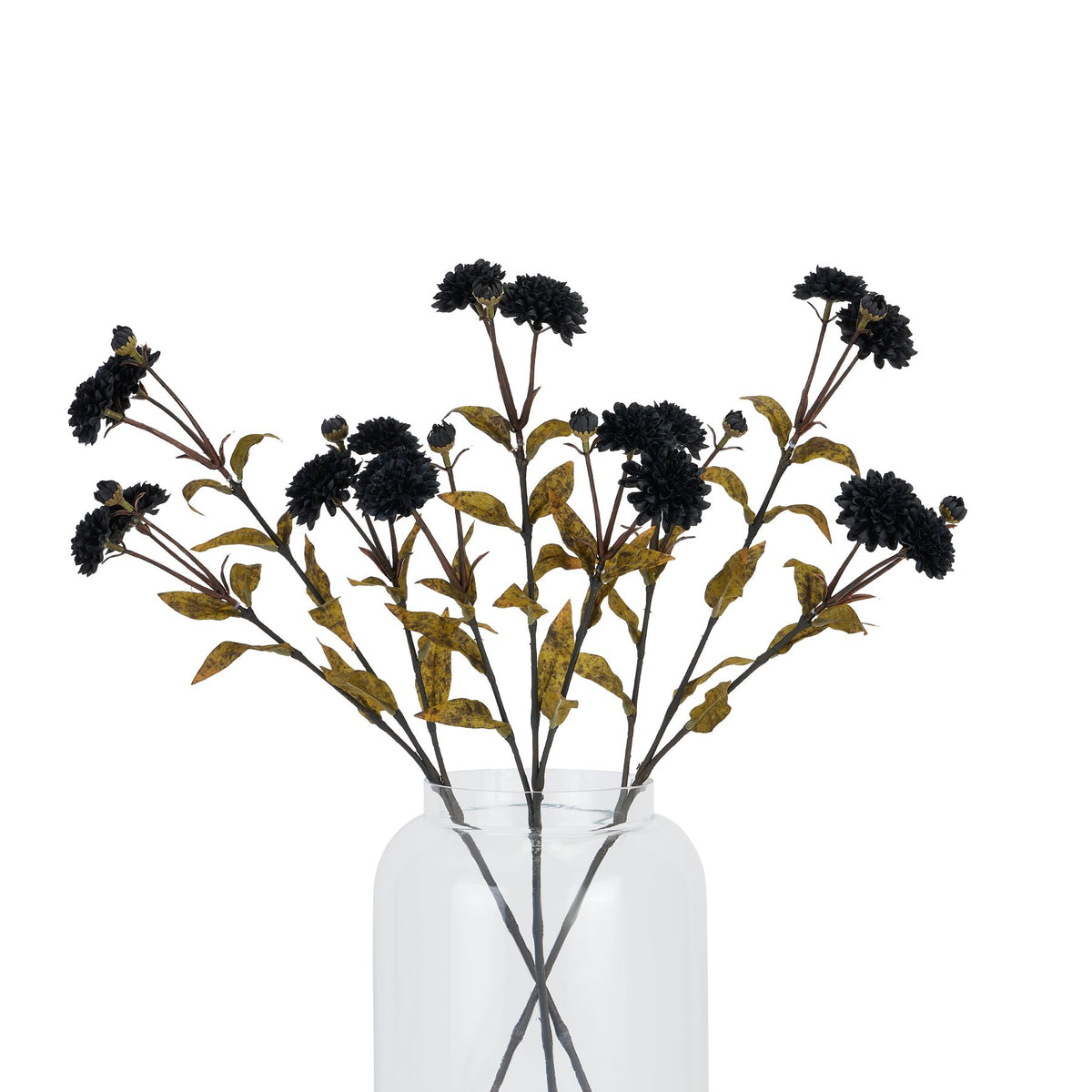 Black Chrysanthemum - image 4