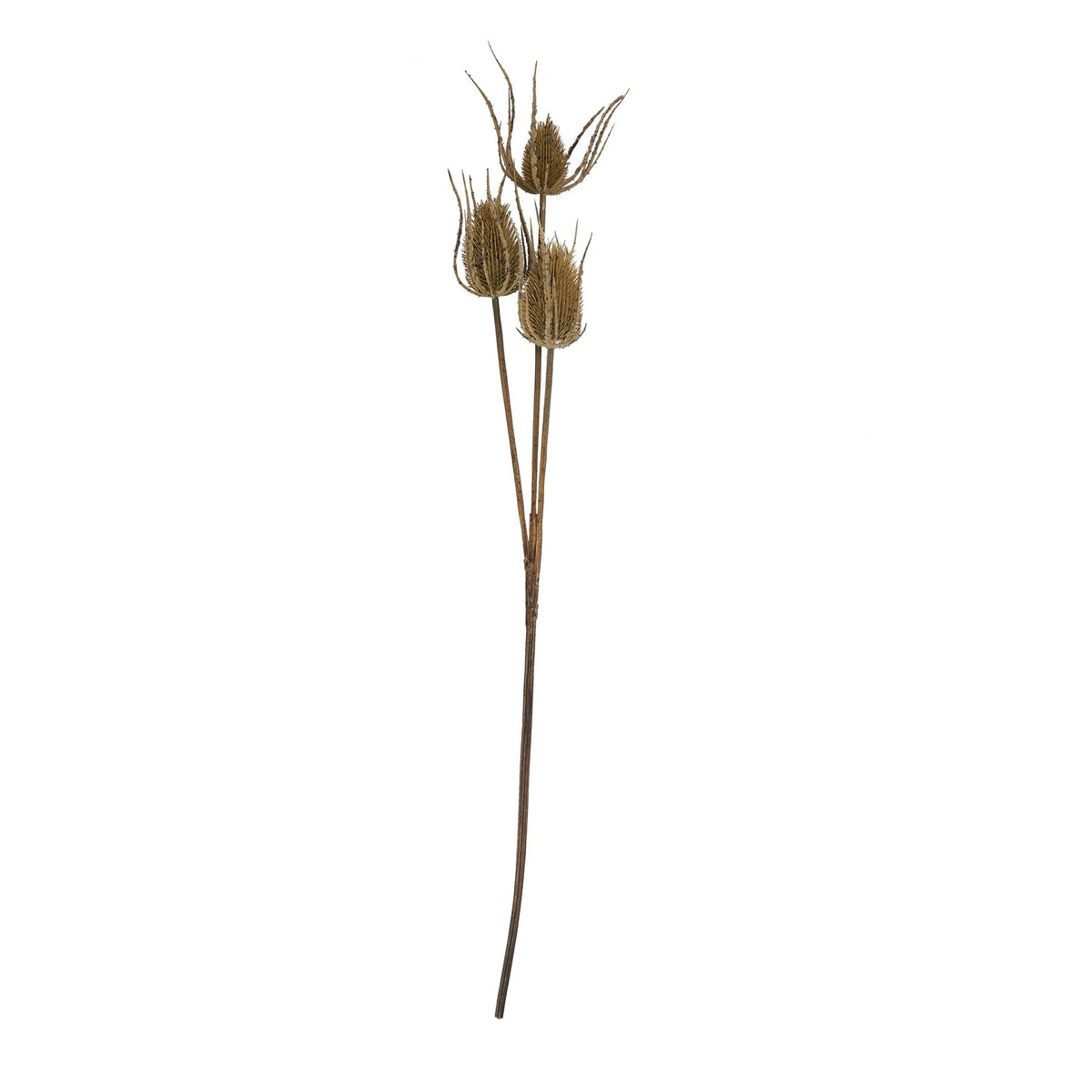 Large Brown Triple Teasle Stem - image 3