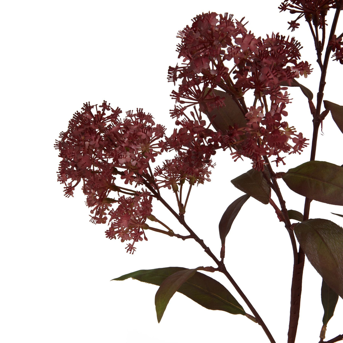Medium Burgundy Smokebush Stem - image 2