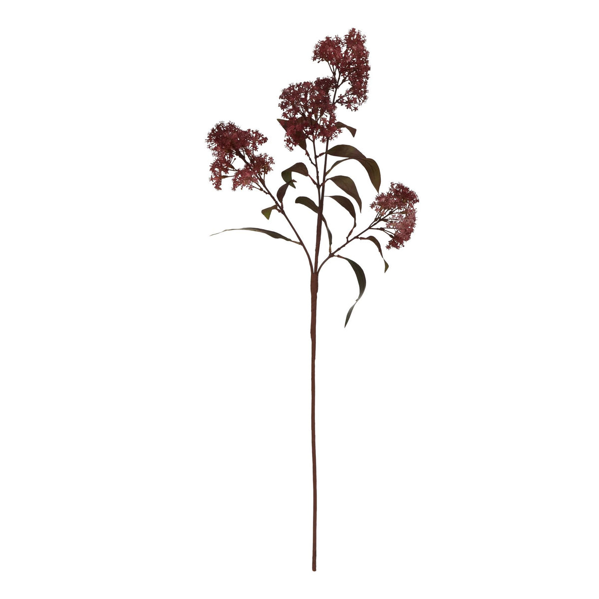 Medium Burgundy Smokebush Stem - image 3