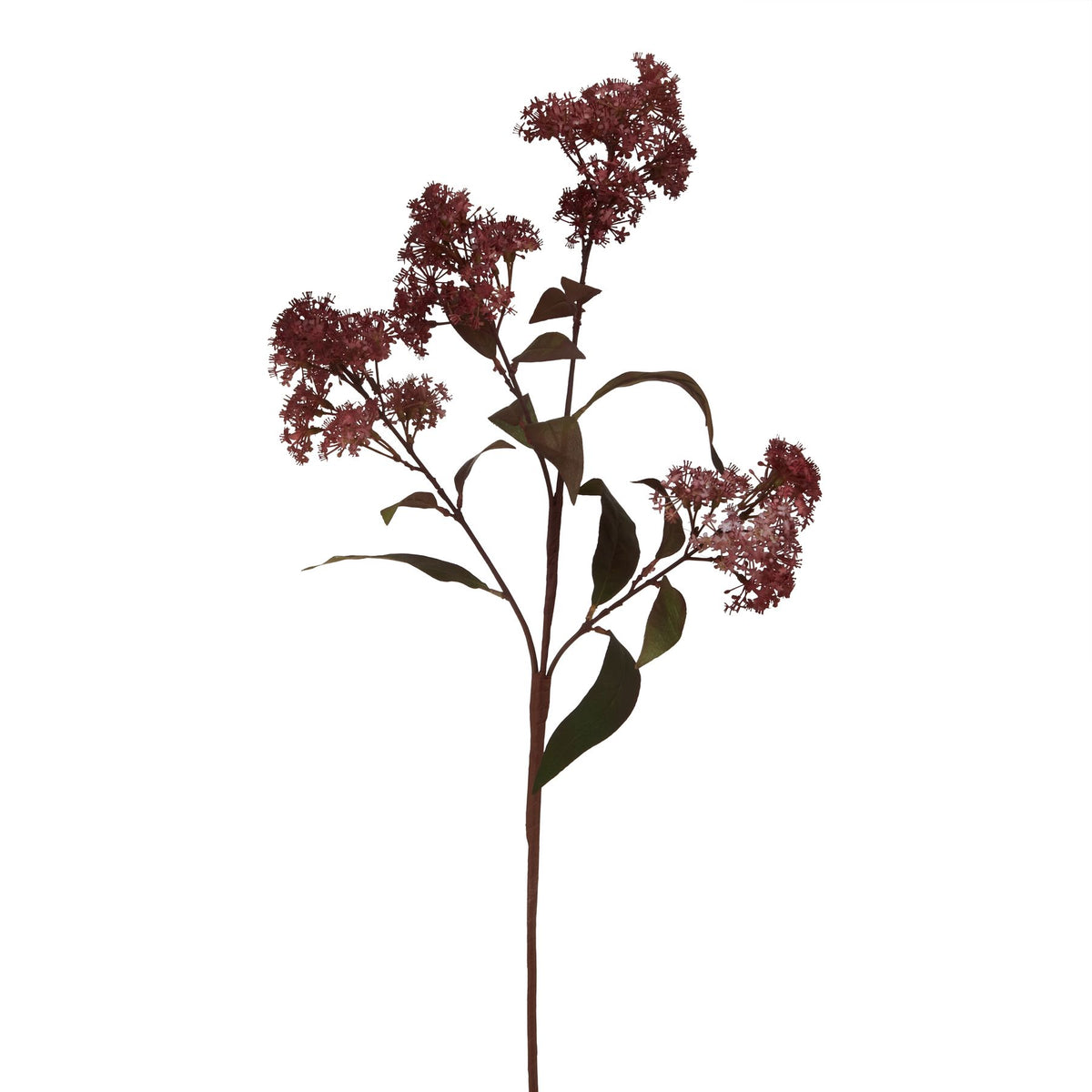 Medium Burgundy Smokebush Stem - image 1