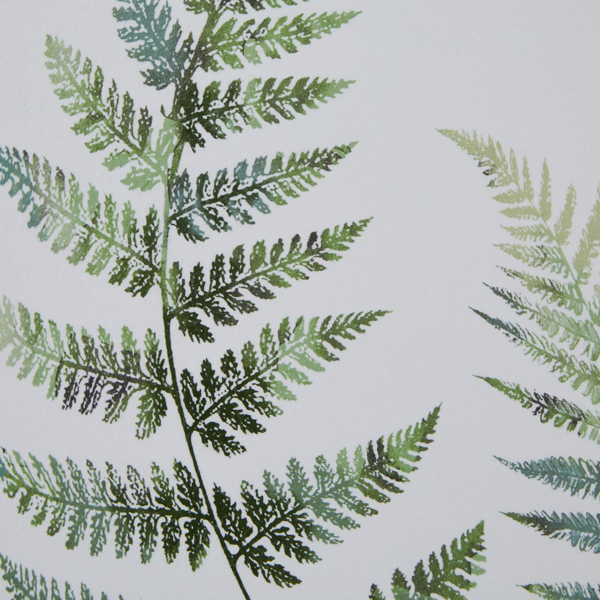 Watercolour Fern Duo In Washed Wood Frame - image 3