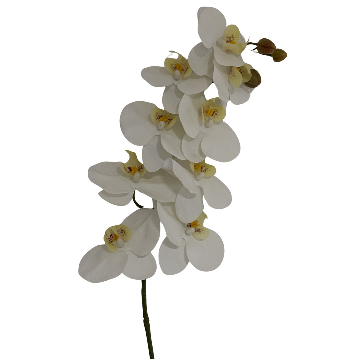 Tall White Butterfly Orchid Stem - image 2