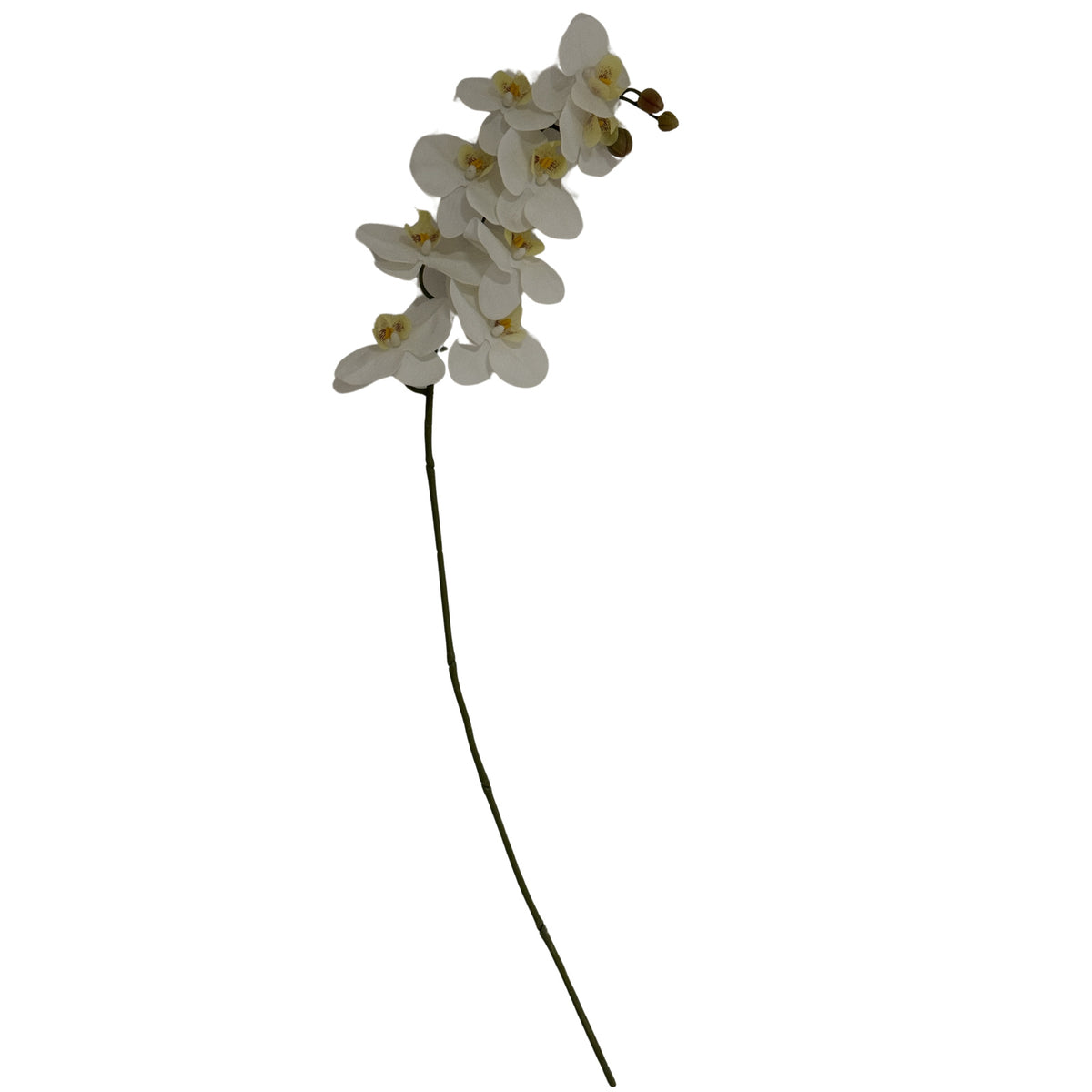 Tall White Butterfly Orchid Stem - image 1