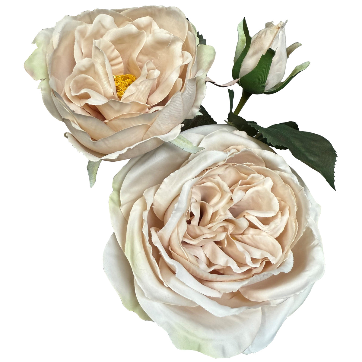 The Natural Garden Collection Palest Blush Charity Rose - image 3