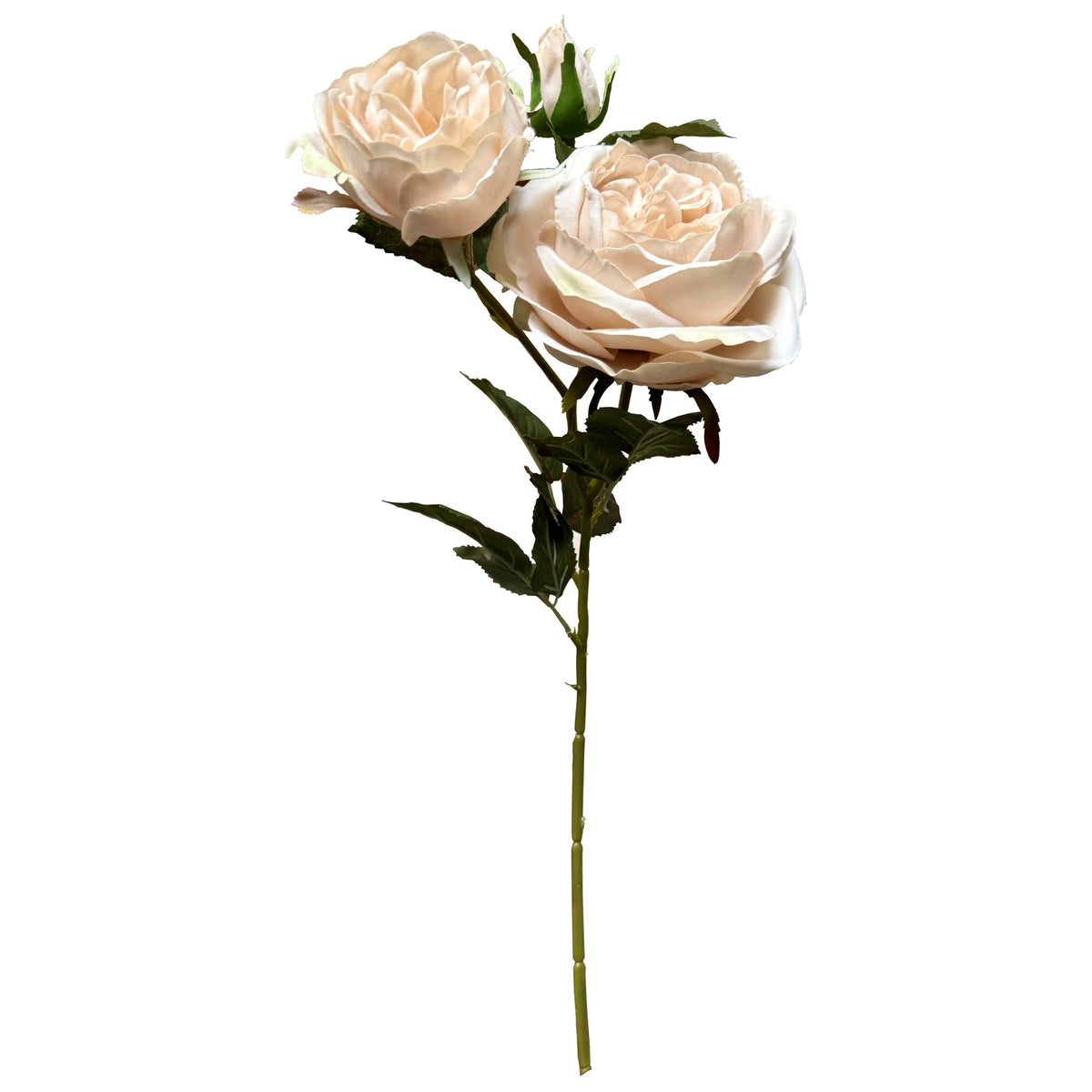 The Natural Garden Collection Palest Blush Charity Rose - image 4