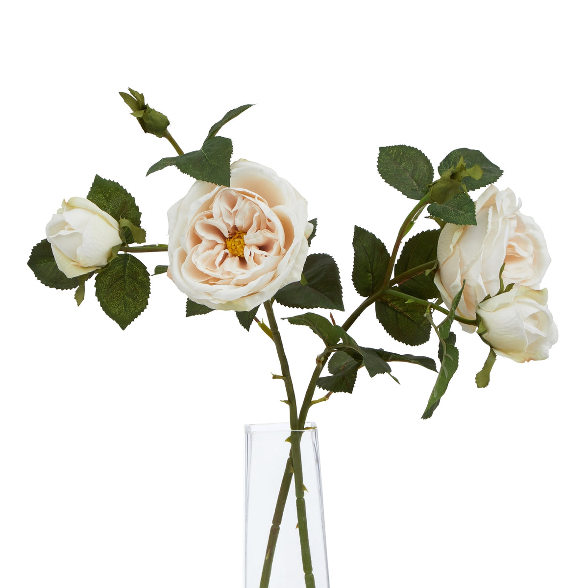 The Natural Garden Collection Palest Blush Charity Rose - image 5